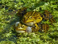 Middelste groene kikker #09 : Rana esculenta, Edible frog, Bastaardkikker of Middelste groene kikker