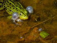 Middelste groene kikker #10 : Rana esculenta, Edible frog, Bastaardkikker of Middelste groene kikker