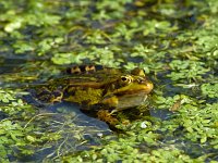 Middelste Groene Kikker #03 : Rana esculenta, Edible frog, Bastaardkikker of Middelste groene kikker