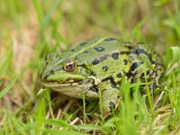 Edible Frog (Pelophylax kl. esculentus  Edible Frog (Pelophylax kl. esculentus) sitting in grass : Edible, Pelophylax, amphibia, amphibian, animal, anura, aquatic, atmosphere, cane, closeup, esculent, esculentus, fauna, female, frog, grass, green, habitat, klepton, macro, marsh, mood, natural, nature, rana, ranidae, resting, ridibundus, rush, single, toad, true, vegetation, water, wild, wildlife