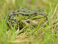 Edible Frog (Pelophylax kl. esculentus) resting in grass  Edible Frog (Pelophylax kl. esculentus) resting in grass : Edible, Pelophylax, amphibia, amphibian, animal, anura, aquatic, cane, esculent, esculentus, female, frog, grass, green, klepton, marsh, rana, ranidae, resting, ridibundus, rush, single, toad, true, vegetation, water, wild, wildlife