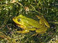 Poelkikker #01 : Rana lessonae, Pool Frog: Poelkikker