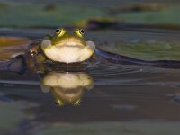 Pelophylax lessonae 33, Poelkikker, Saxifraga-Rik Kruit