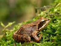 Rana arvalis 3, Heikikker, Saxifraga-Mark Zekhuis