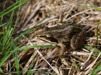 Rana arvalis 32, Heikikker, Saxifraga-Rudmer Zwerver