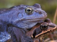 Rana arvalis 4, Heikikker, Saxifraga-Edo van Uchelen