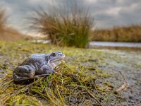 Blue Moor frog in breeding habitat  Blue Moor frog (Rana arvalis) in breeding habitat. Males can develop bright blue coloration for a few days during the breeding season in march or april. : Netherlands, amphibian, animal, animals, april, arvalis, background, beautiful, blue, bluish, brown, closeup, colorful, conservation, cute, ditch, environment, europe, exotic, fauna, fresh, frog, grass, green, habitat, holland, land, male, march, marsh, mating, moor, moorfrog, natural, nature, one, pond, rana, ranidae, reproduction, reserve, river, season, spawning, spring, view, water, wetland, wild, wildlife