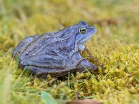 Blue Moor frog with distictive lining on back  Blue Moor frog (Rana arvalis) with distictive lining on back. Males can develop bright blue coloration for a few days during the breeding season in march or april. : Netherlands, amphibian, animal, animals, april, arvalis, background, beautiful, blue, bluish, brown, closeup, colorful, conservation, cute, environment, europe, exotic, fauna, fresh, frog, grass, green, holland, land, male, march, marsh, mating, moor, moorfrog, natural, nature, one, pond, portrait, rana, ranidae, reproduction, reserve, river, season, semiaquatic, shiny, spawning, spring, view, wetland, wild, wildlife