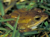 Rana arvalis 9, Heikikker, Saxifraga-Kees Marijnissen