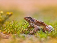 Agile Frog (Rana dalmatina) in Grass with Flowers  Close up of Agile Frog (Rana dalmatina) in Grass with Shallow Depth of Field : agile, amphibia, amphibian, animal, branch, brown, closeup, cute, dalmatina, date, europe, european, fauna, frog, grass, green, habitat, jump, look, love, macro, nature, orange, pond, rana, rock, sit, slimy, small, spring, sticky, thinking, thoughtful, toad, water, wild, wildlife, yellow