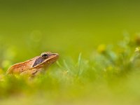 Panorama of Agile Frog (Rana dalmatina) in Grass  Close up of Agile Frog (Rana dalmatina) in Grass with Shallow Depth of Field : agile, amphibia, amphibian, animal, branch, brown, closeup, cute, dalmatina, date, europe, european, fauna, frog, grass, green, habitat, jump, look, love, macro, nature, orange, pond, rana, rock, sit, slimy, small, spring, sticky, thinking, thoughtful, toad, water, wild, wildlife, yellow