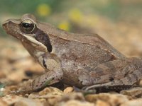 Rana latastei, Italian Agile Frog