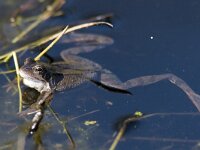 Rana temporaria 16, Bruine kikker, Saxifraga-Mark Zekhuis
