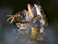 Rana temporaria 19, Bruine kikker, Saxifraga-Jan Nijendijk