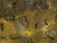 Rana temporaria 20, Bruine kikker, Saxifraga-Kees Marijnissen