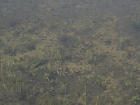 Rana temporaria 29, Bruine kikker, Saxifraga-Rob Felix : Amphibia, Amphibian, Animalia, Anura, Chordata, Project Natuurbalans, amfibie, amfibieën, animal, dier, dieren, frogs and toads, gewervelde dieren, kikkers en padden, vertebraat, vertebrate