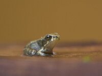 Rana temporaria 47, Bruine kikker, Saxifraga-Luc Hoogenstein