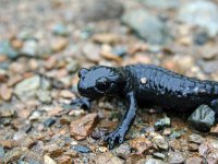 Salamandra atra, Alpine Salamander