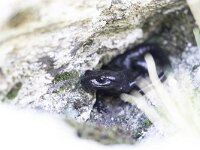 Salamandra lanzai 3, Saxifraga-Bruno Cataldo