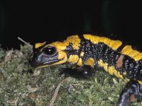 Salamandra salamandra 12, Vuursalamander, Saxifraga-Edo van Uchelen