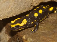 Salamandra salamandra 18, Vuursalamander, Saxifraga-Kees Marijnissen