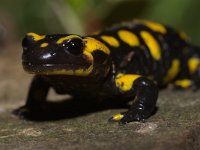 Salamandra salamandra 23, Vuursalamander, Saxifraga-Kees Marijnissen