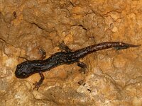 Speleomantes ambrosii 2, Ambrosi´s grottensalamander, Saxifraga-Mark Zekhuis