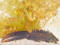 Triturus cristatus 17, Kamsalamander, Saxifraga-Mark Zekhuis