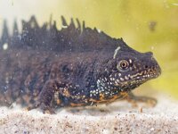 Triturus cristatus 18, Kamsalamander, Saxifraga-Mark Zekhuis