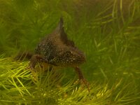 Triturus cristatus 2, Kamsalamander, Saxifraga-Kees Marijnissen