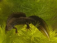 Triturus cristatus 3, Kamsalamander, Saxifraga-Kees Marijnissen