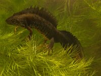 Triturus cristatus 7, Kamsalamander, Saxifraga-Kees Marijnissen