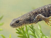 Triturus cristatus 9, female, Kamsalamander, Saxifraga-Kees Marijnissen