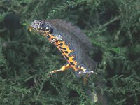 Triturus karelinii 2, Saxifraga-Edo van Uchelen