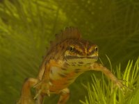 Triturus vulgaris 1, Kleine watersalamander, Saxifraga-Kees Marijnissen