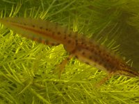 Triturus vulgaris 10, Kleine watersalamander, Saxifraga-Kees Marijnissen