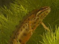Triturus vulgaris 11, Kleine watersalamander, Saxifraga-Kees Marijnissen