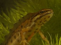 Triturus vulgaris 12, Kleine watersalamander, Saxifraga-Kees Marijnissen