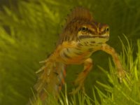 Triturus vulgaris 13, Kleine watersalamander, Saxifraga-Kees Marijnissen