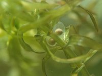 Triturus vulgaris 14, Kleine watersalamander, Saxifraga-Kees Marijnissen