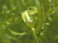 Triturus vulgaris 15, Kleine watersalamander, Saxifraga-Kees Marijnissen