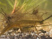 Triturus vulgaris 2, female, Kleine watersalamander, Saxifraga-Mark Zekhuis