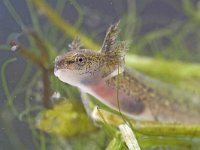 Triturus vulgaris 24, Kleine watersalamander, Saxifraga-Luc Hoogenstein : amfibie, amfibieën, amphibian