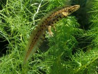 Triturus vulgaris 25, male, Kleine watersalamander, Saxifraga-Kees Marijnissen