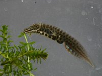 Triturus vulgaris 28, male, Kleine watersalamander, Saxifraga-Janus Verkerk