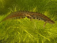 Triturus vulgaris 3, Kleine watersalamander, Saxifraga-Kees Marijnissen