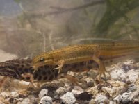 Triturus vulgaris 30, pair, Kleine watersalamander, Saxifraga-Mark Zekhuis
