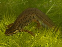 Triturus vulgaris 32, Kleine watersalamander, Saxifraga-Kees Marijnissen