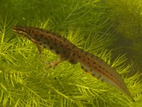 Triturus vulgaris 34, Kleine watersalamander, Saxifraga-Kees Marijnissen