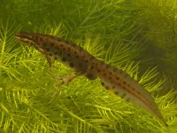 Triturus vulgaris 34, Kleine watersalamander, Saxifraga-Kees Marijnissen